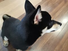 -柯斗斗主题餐厅·狗咖·围炉煮茶·茶饮(国瑞升平里店)