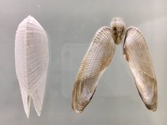 -青岛贝壳博物馆