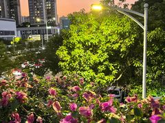 -宝安西湾红树林湿地公园