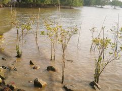 -宝安西湾红树林湿地公园