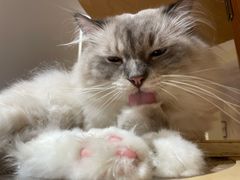 -滚猫咖啡·猫咖·猫友好撸猫(未来城店)