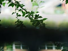 -恩阳古镇