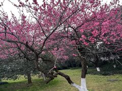 -杭州植物园