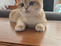 -东方名猫馆·英短金渐层布偶猫舍(环线广场1号楼店)