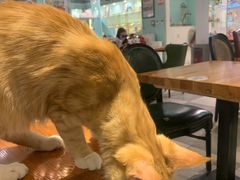 -猫小院猫主题餐厅(三里屯店)