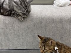 -安安宠医宠物医院·异宠·犬猫内科(岳阳分院)