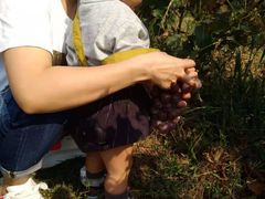 -万源龙顺度假庄园生态观光园