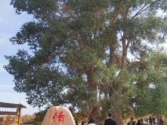-金塔沙漠胡杨林景区