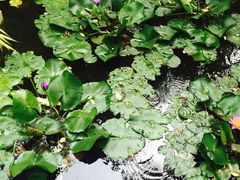 -四季酒店下午茶