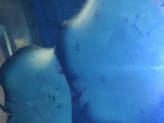 -乐从天佑城海洋馆