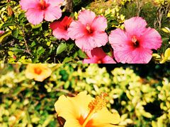 -香蜜公园