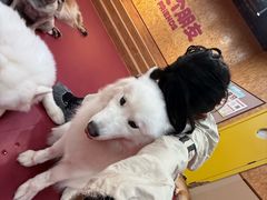 -和它·交个朋友·狗咖猫咖(爱琴海店)