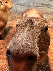 -Zoolung Zoolung动物主题公园(海信广场店)