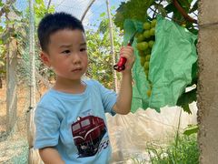 -马陆小张葡萄园农家乐