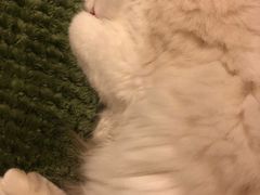 -艾吉宠物医院·疑难杂症转诊中心·猫友好(碧江路院)