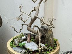 -茶米人花园餐厅