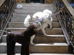 -more than meow吴止猫主题餐厅(承德 中船汇店)