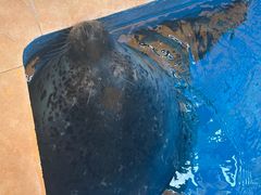 -海合安成都极地海洋公园