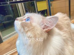 -瞄一喵猫咖(格力海岸店)