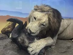 -国家自然博物馆