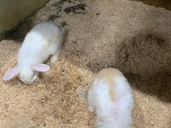 -上海大自然野生昆虫馆