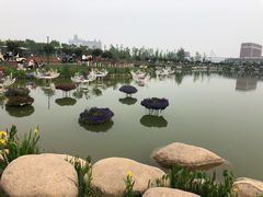 -荷兰花海