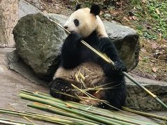 -都江堰中华大熊猫苑