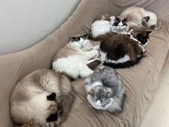 -怪兽屋·羊驼·猫咖·狗咖(俊华广场店)