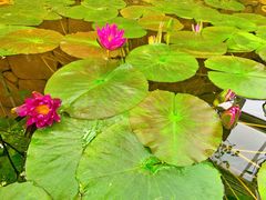 -国家植物园南园