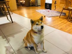 -柴务处·柴犬主题狗咖