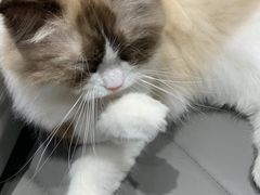 -藏猫猫咖啡主题馆(中央大道店)