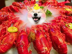 -沪小胖小龙虾(淮海中路旗舰店)
