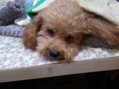 -严国平动物医院(德政总院)