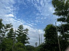 -蔡伦竹海