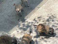 -苏州太湖西山岛开心农场