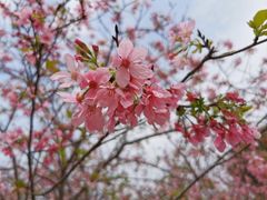 -天适樱花悠乐园