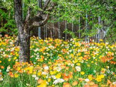 -名花谷生态庄园