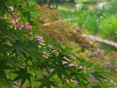 -上海共青森林公园