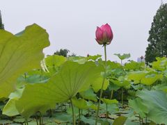 -黄兴公园