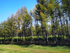 -塞罕坝国家级自然保护区