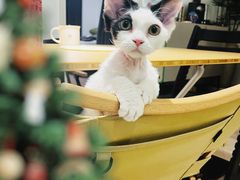 -70cat德文卷毛猫·缅因猫纯种猫舍
