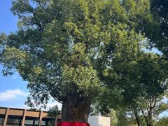 -养云安缦吧THE BAR