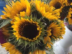 -三圣花乡旅游区