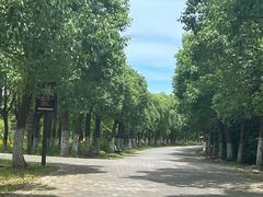 -上海海湾国家森林公园