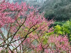 -重庆彩云湖湿地公园