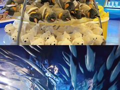 -上海海洋水族馆