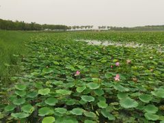 -天津东丽湖风景区
