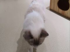 -藏猫猫咖啡主题馆(中央大道店)