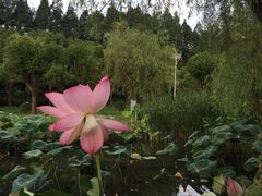 -上海长兴岛郊野公园