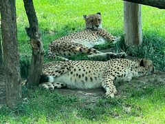 -北京野生动物园